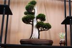 SBA-National Bonsai Exhibition 2014 (20).jpg